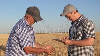 商人农民在田间讨论小麦作物，并在平板上查看时间表。 <strong>粗粮</strong>和<strong>粗粮</strong>